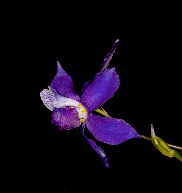 Delphinium nutallianum 18-9333.jpg